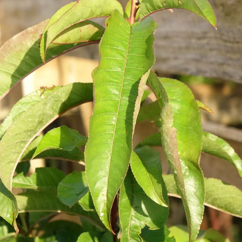 Pesco di vigna rossa (Fogliame)