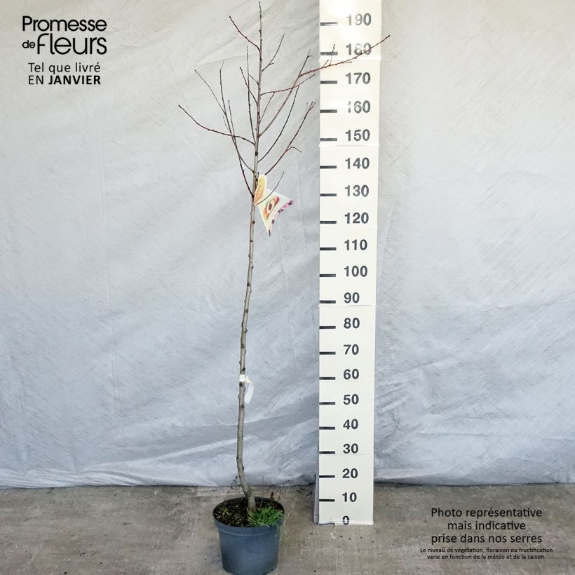 Pêcher Suncrest - Prunus persica Demi-tige en pot de 7,5l/10l esemplare consegnato in inverno