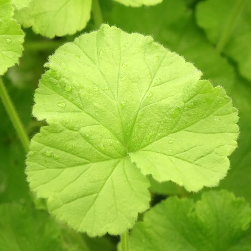 Pelargonium Atomic Snowflake (Fogliame)