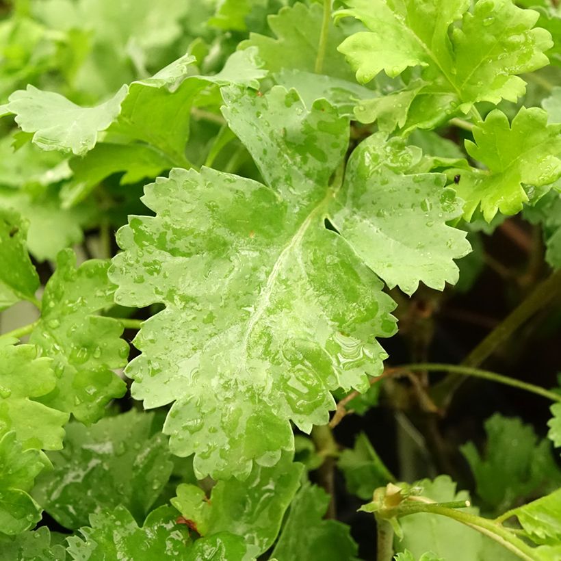 Pelargonium gibbosum (Fogliame)