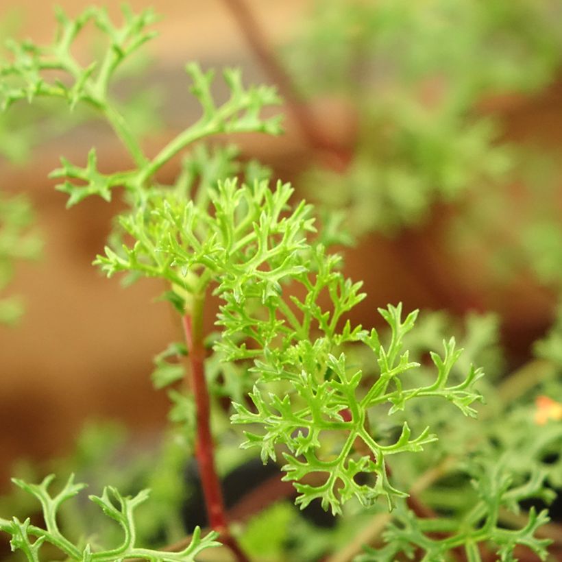 Pelargonium fruticosum (Fogliame)