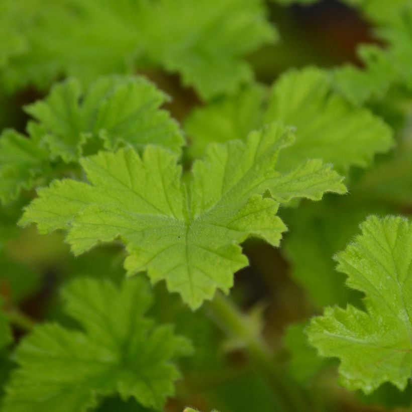 Pelargonium Attar of Roses (Fogliame)