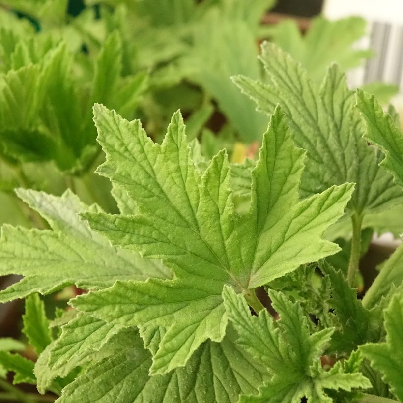 Pelargonium Orange Fizz - Geranio odoroso (Fogliame)