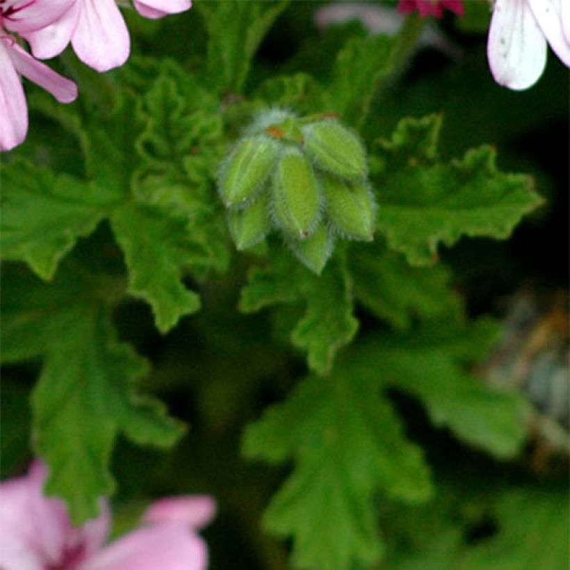 Pelargonium graveolens - Pelargonio odoroso (Fogliame)