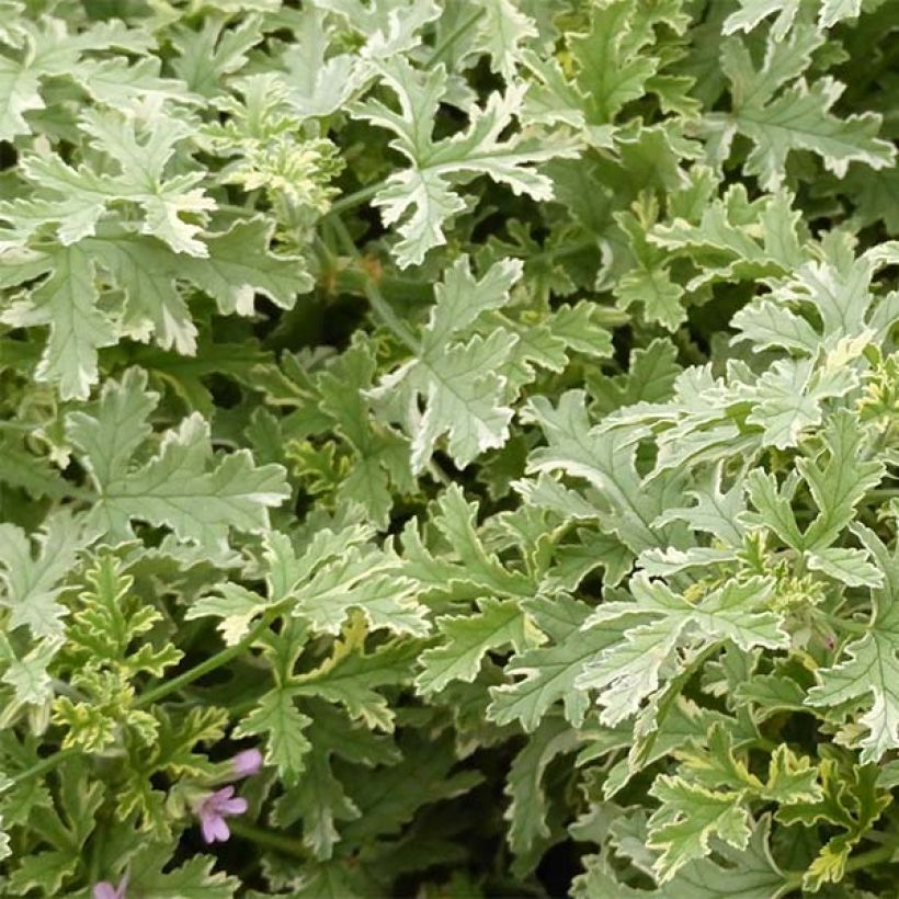 Pelargonium graveolens Grey Lady Plymouth - Pelargonio odoroso (Fogliame)