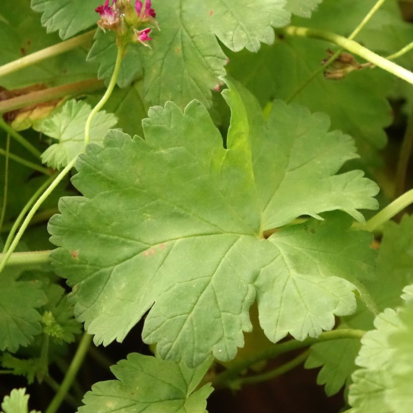 Pelargonium grossularioides (Fogliame)