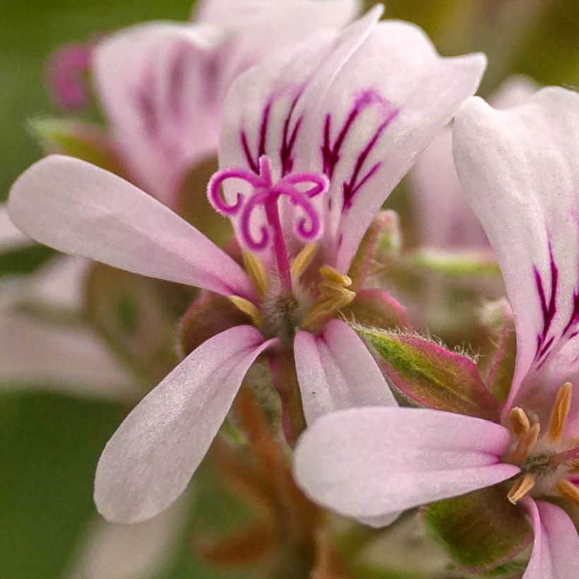 Pelargonium Candy Dancer (Fioritura)