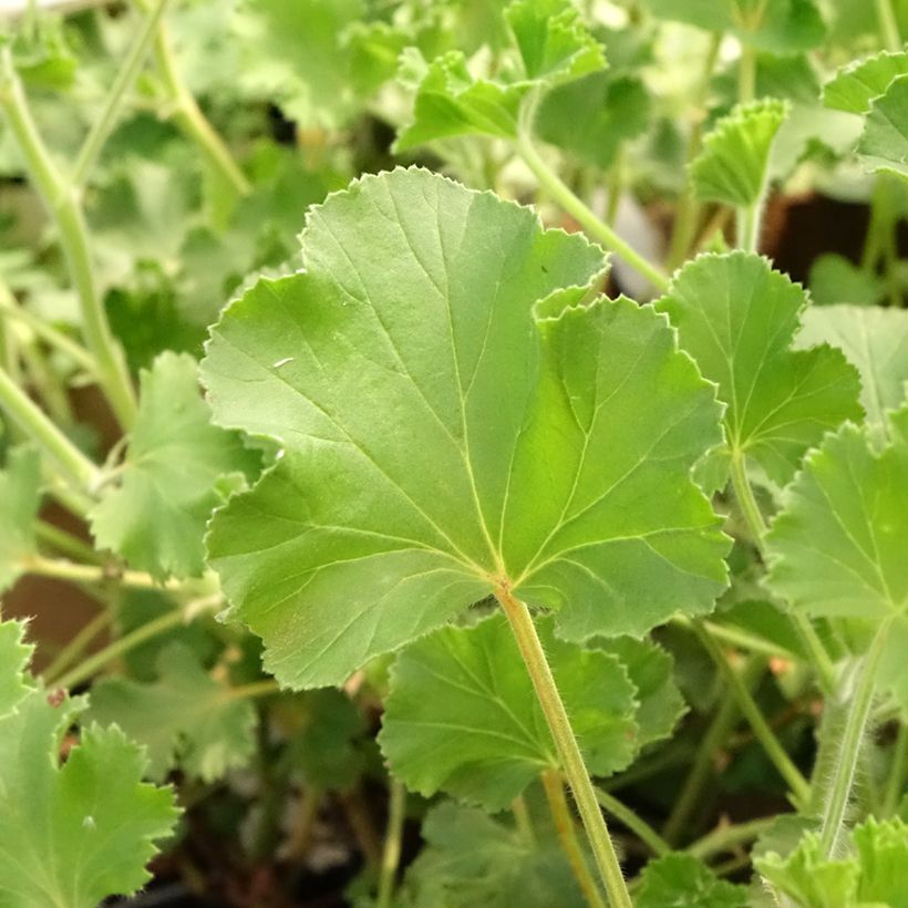 Pelargonium Cola Bottles - Geranio odoroso (Fogliame)