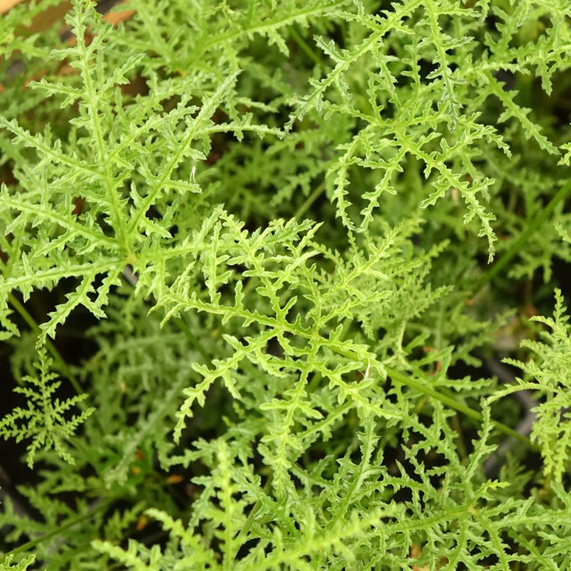 Pelargonium denticulatum Filicifolium (Fogliame)