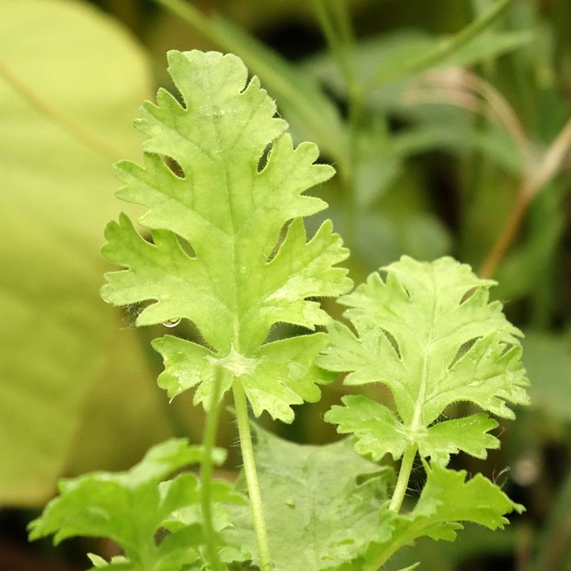 Pelargonium ionidiflorum (Fogliame)