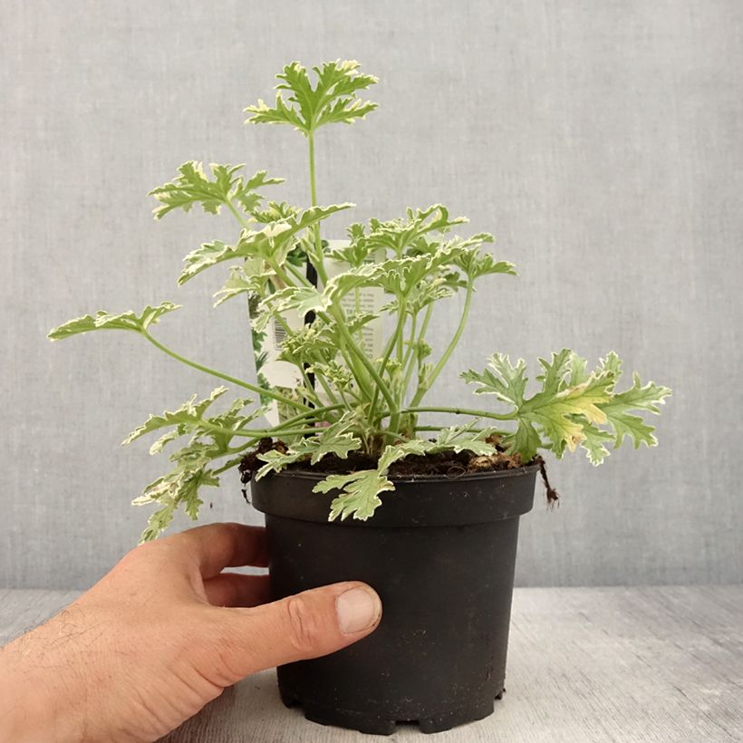 Pelargonium odorant Lady Plymouth - Géranium parfum de rose Pot de 1,5L/2L esemplare consegnato in primavera