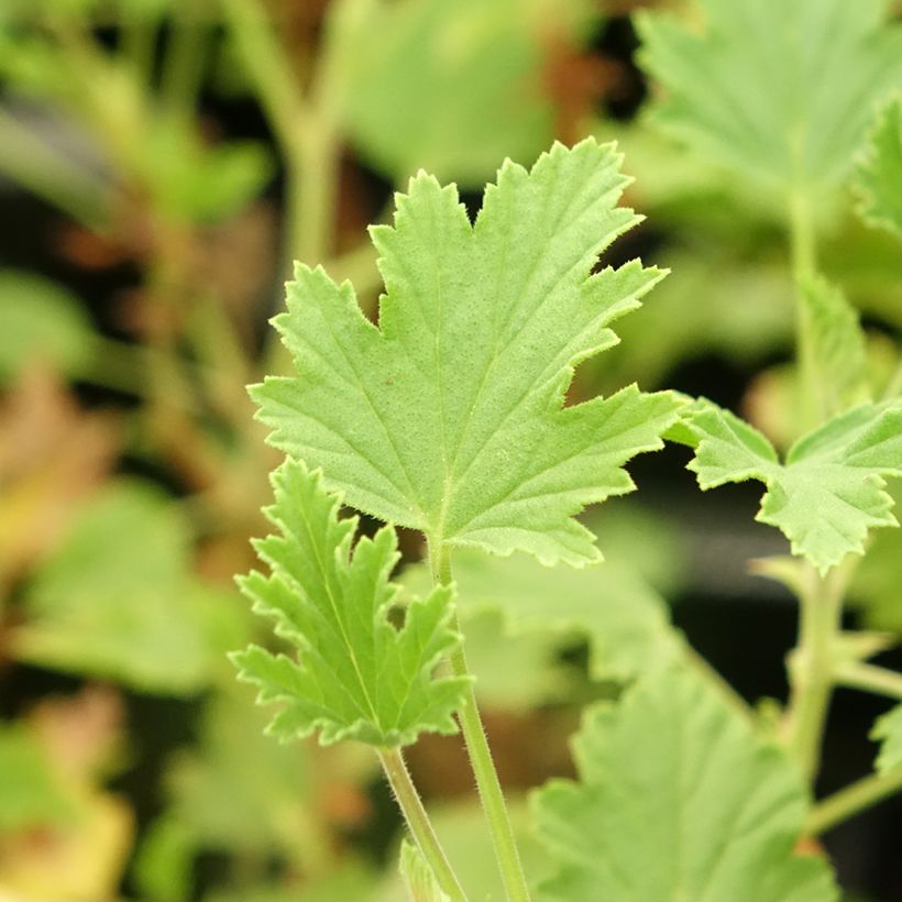 Pelargonium Lemon fancy - Geranio odoroso (Fogliame)