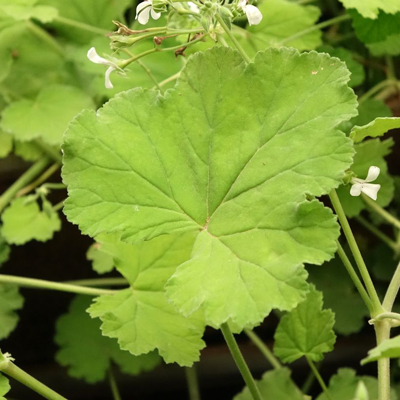 Pelargonium odoratissimum - Pelargo odoroso (Fogliame)