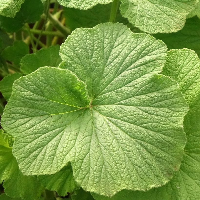 Pelargonium papilionaceum (Fogliame)