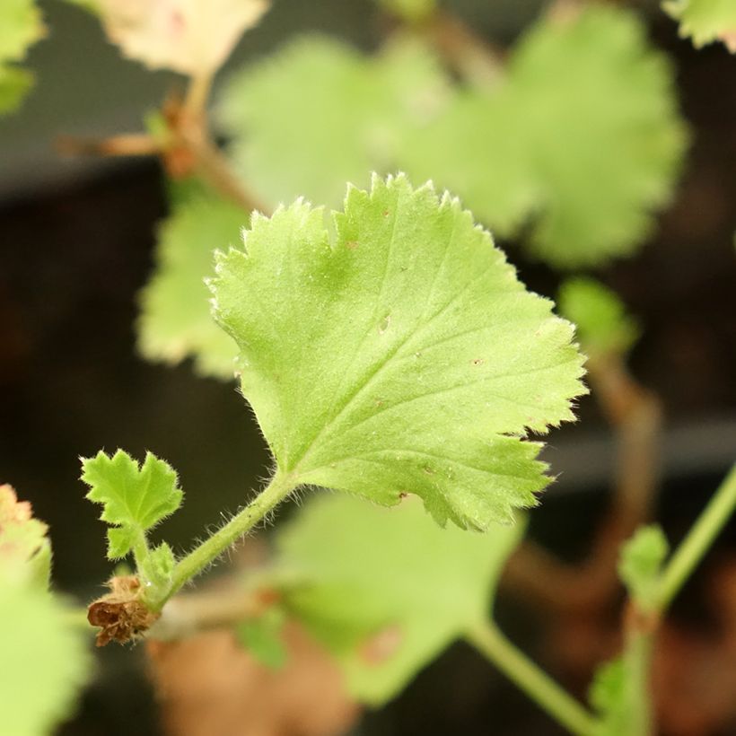 Pelargonium crispum Prince Rupert (Fogliame)