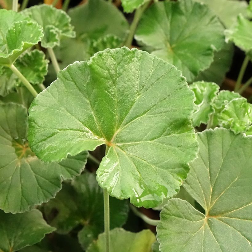 Pelargonium reniforme sidoides (Fogliame)