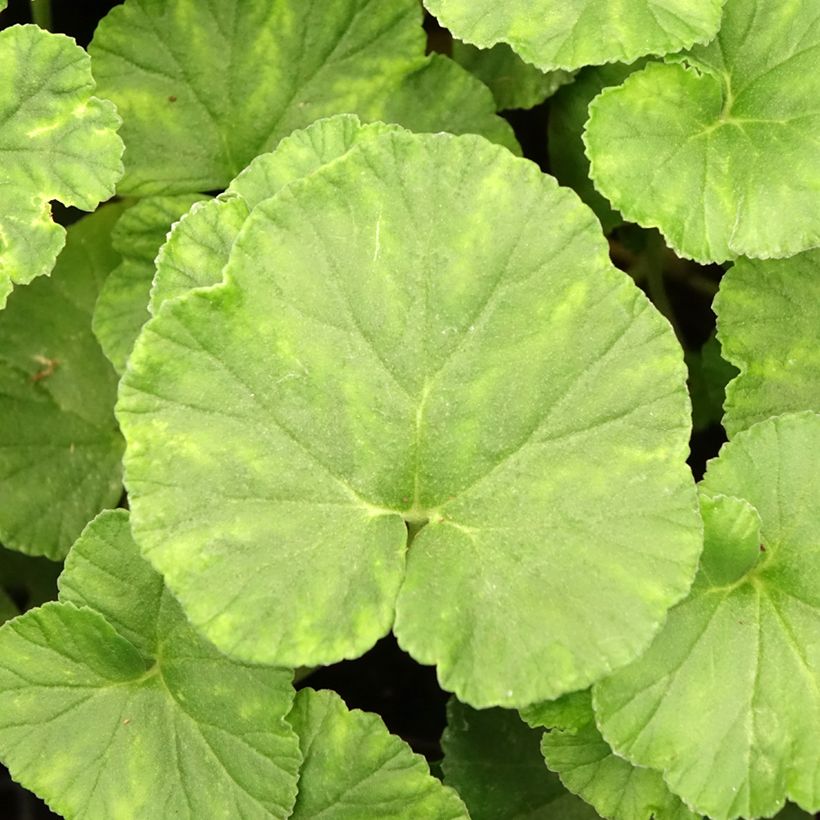 Pelargonium reniforme (Fogliame)