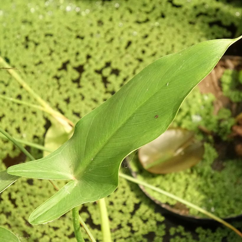 Peltandra virginica (Fogliame)