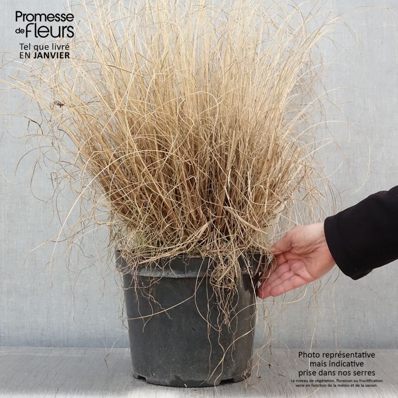 Pennisetum alopecuroides Hameln en pot de 10L. esemplare consegnato in inverno