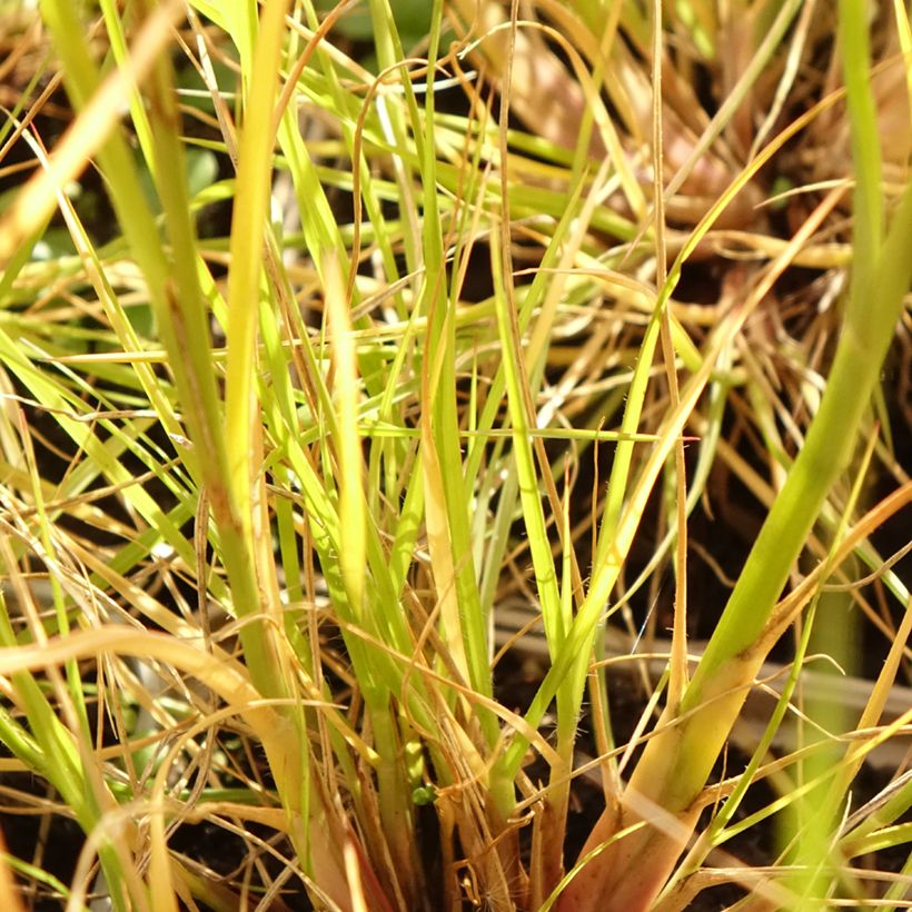 Pennisetum alopecuroïdes Japonicum (Fogliame)