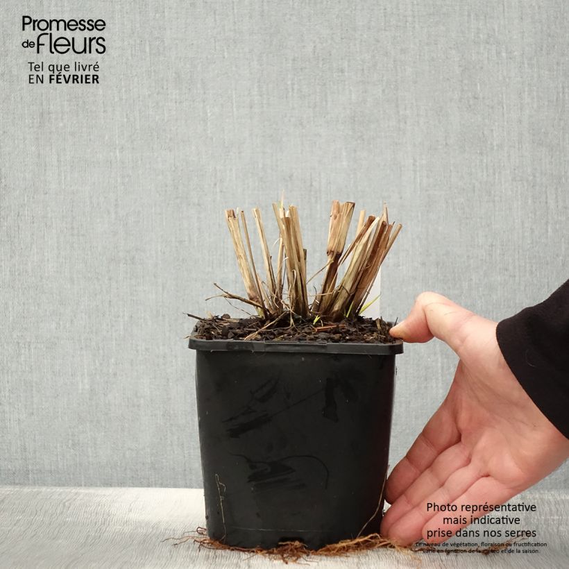 Pennisetum alopecuroides Red Head - Herbe aux écouvillons - pot de 2L/3L esemplare consegnato in inverno