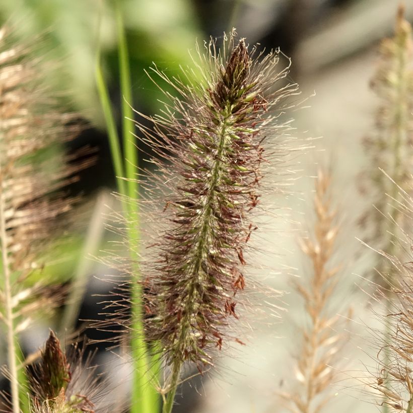 Pennisetum alopecuroïdes Red Head (Fioritura)