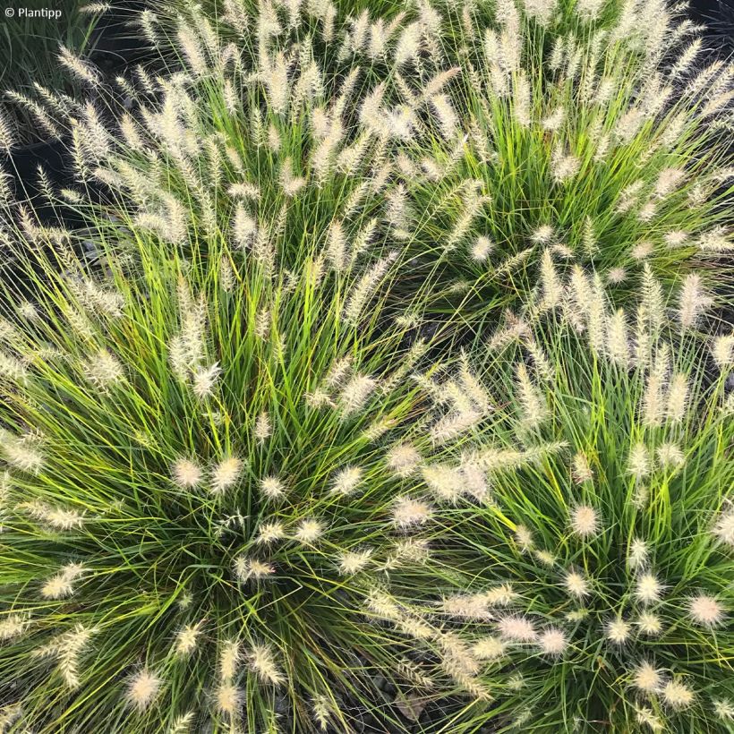 Pennisetum alopecuroides Lumen Gold (Fioritura)