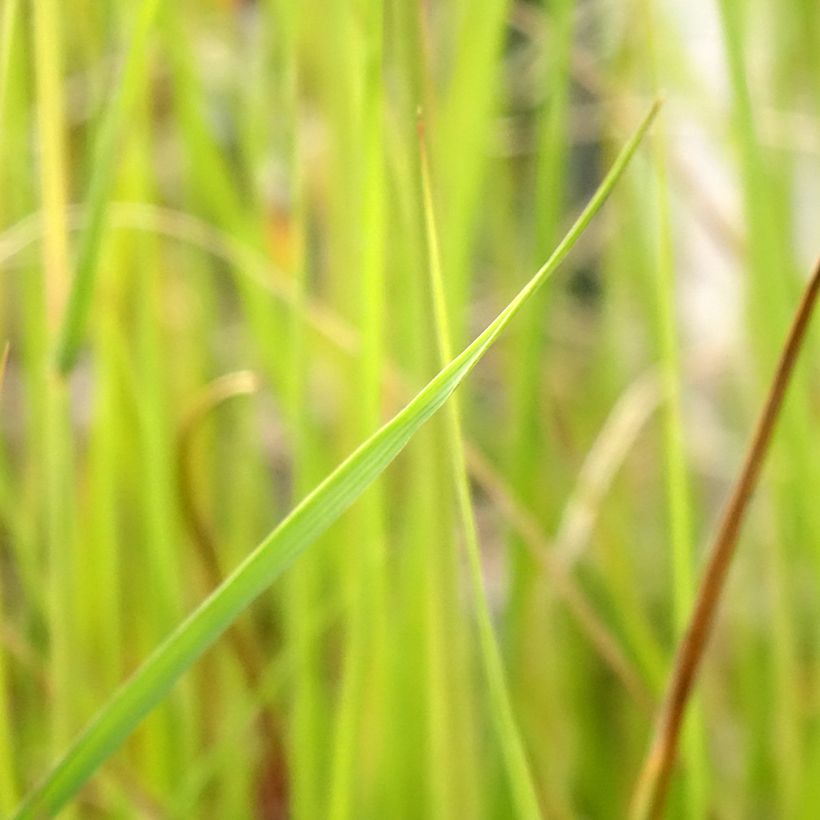 Pennisetum macrourum (Fogliame)