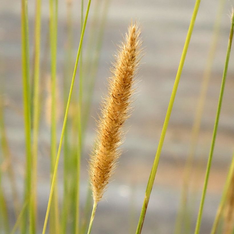 Pennisetum macrourum (Fioritura)