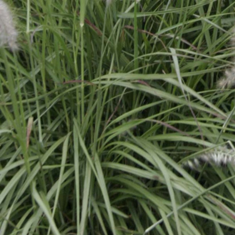 Pennisetum orientale (Fogliame)