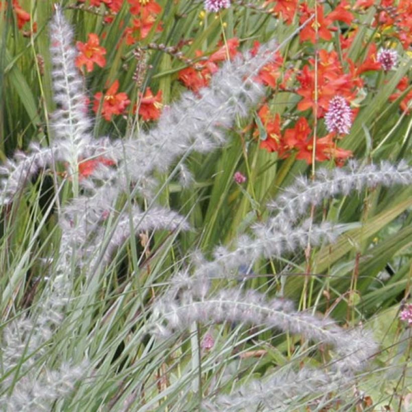 Pennisetum orientale (Fioritura)