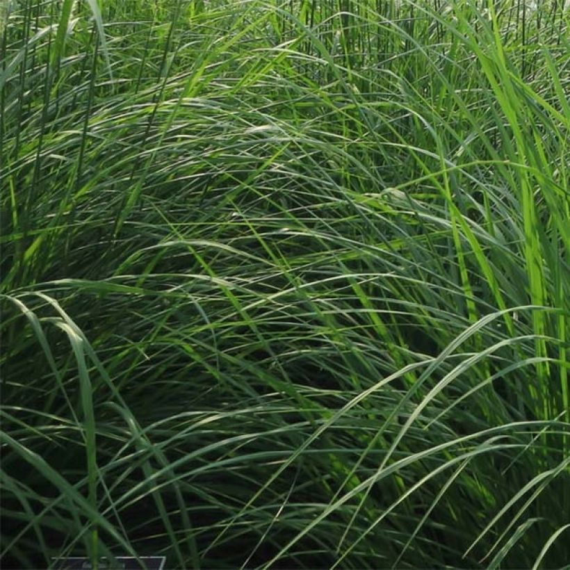 Pennisetum orientale Fairy Tails (Fogliame)