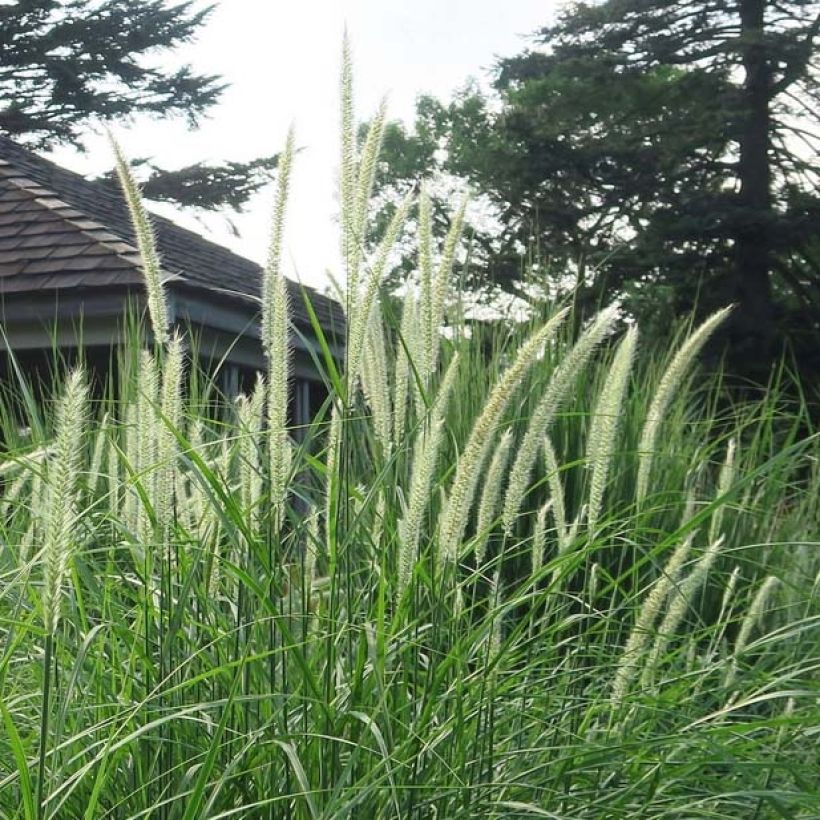 Pennisetum orientale Fairy Tails (Fioritura)