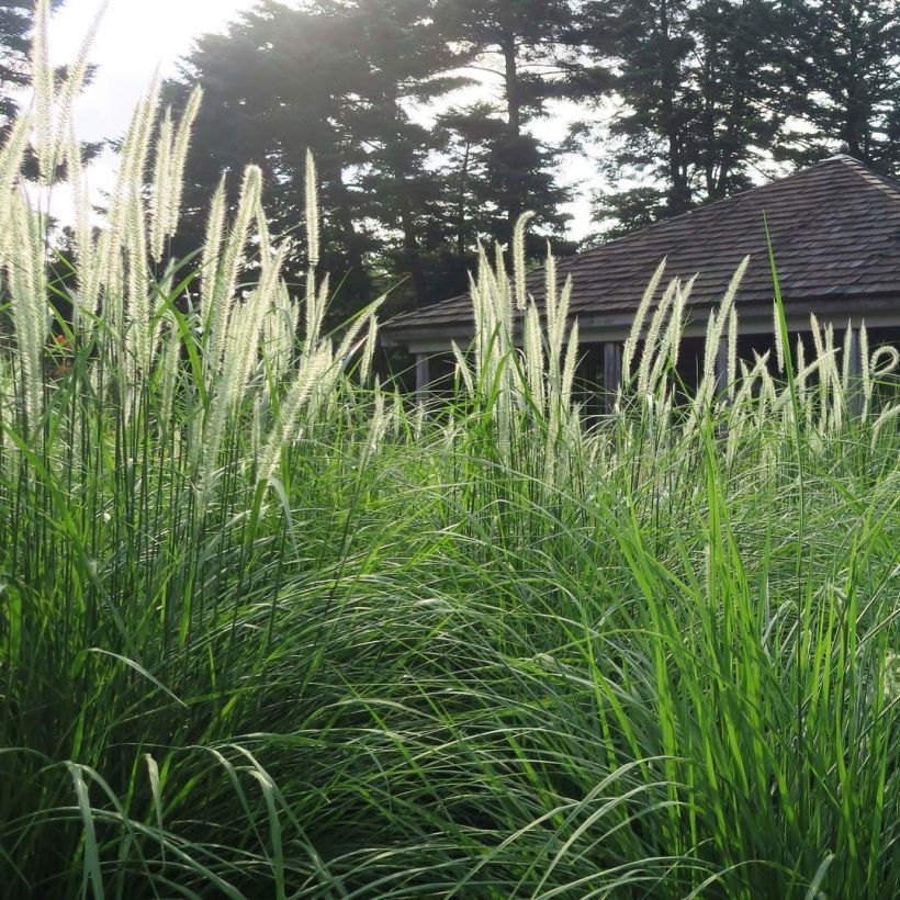 Pennisetum orientale Fairy Tails (Porto)