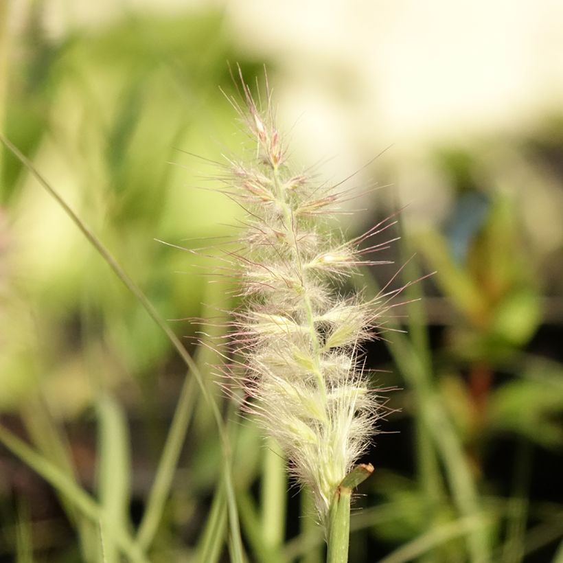 Pennisetum orientale JS Dance With Me (Fioritura)