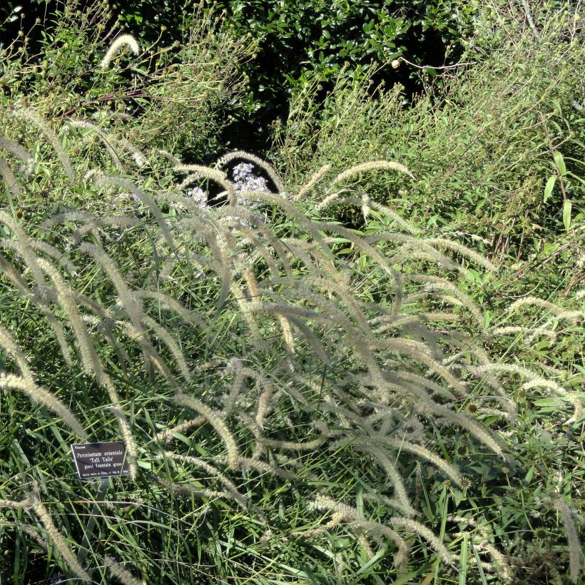 Pennisetum orientale Tall Tails (Porto)