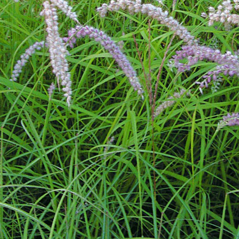 Pennisetum orientale Tall Tails (Fogliame)