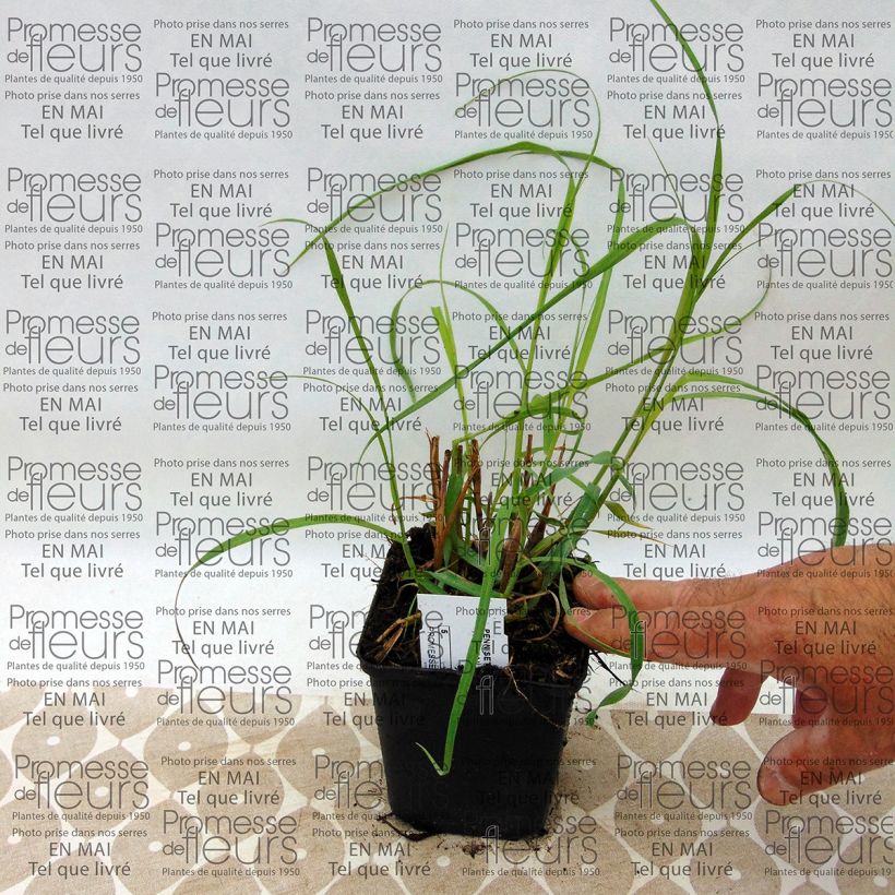 Pennisetum orientale Tall Tails (Raccolta)