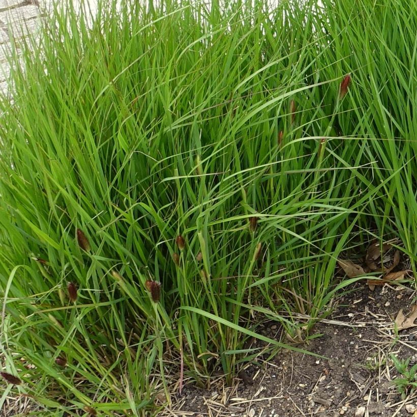 Pennisetum thunbergii (Porto)