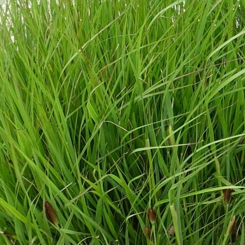 Pennisetum thunbergii (Fogliame)