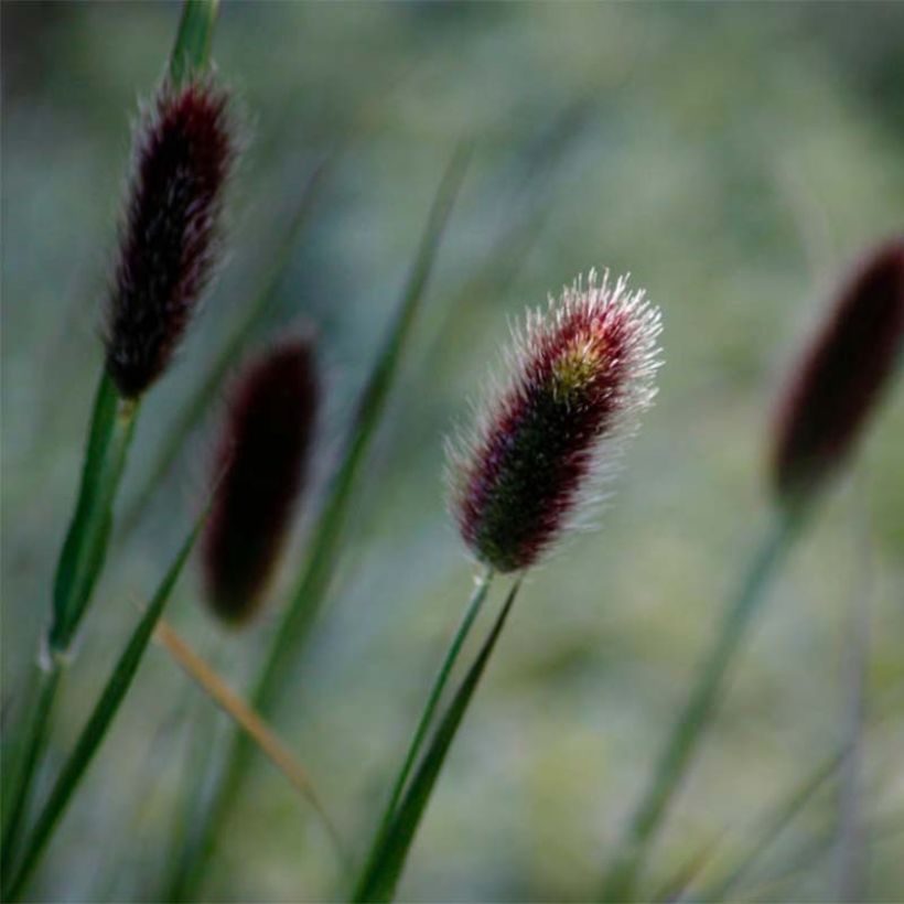 Pennisetum thunbergii (Fioritura)