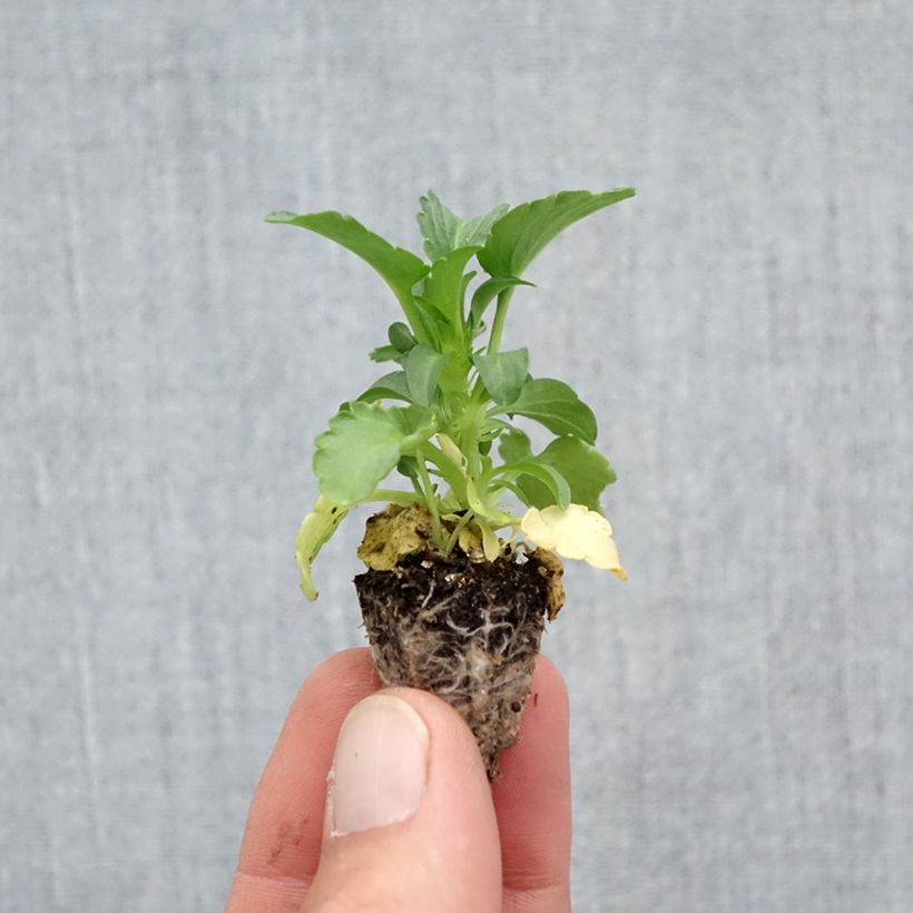 Esemplare di Pensée à grandes fleurs Carrera Lemon  Mini-motte - Mottes de 2,2 x 2,0 cm en plaque de culture par 35 come consegnato in autunno