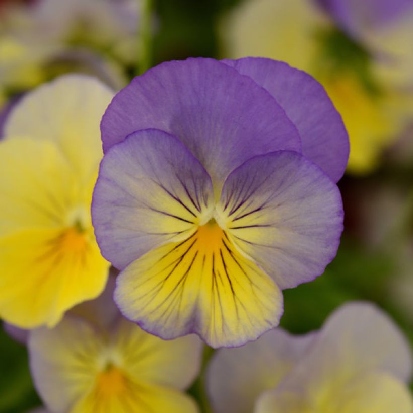 Viola Cool Wave Morpho (Fioritura)