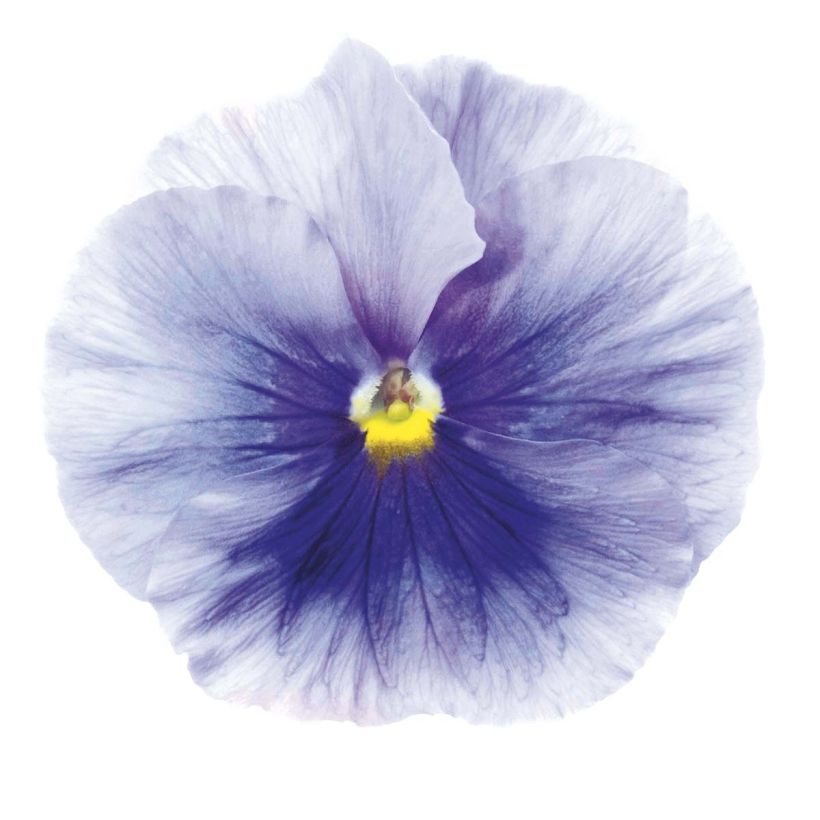 Viola Inspire Silver Blue (Fioritura)