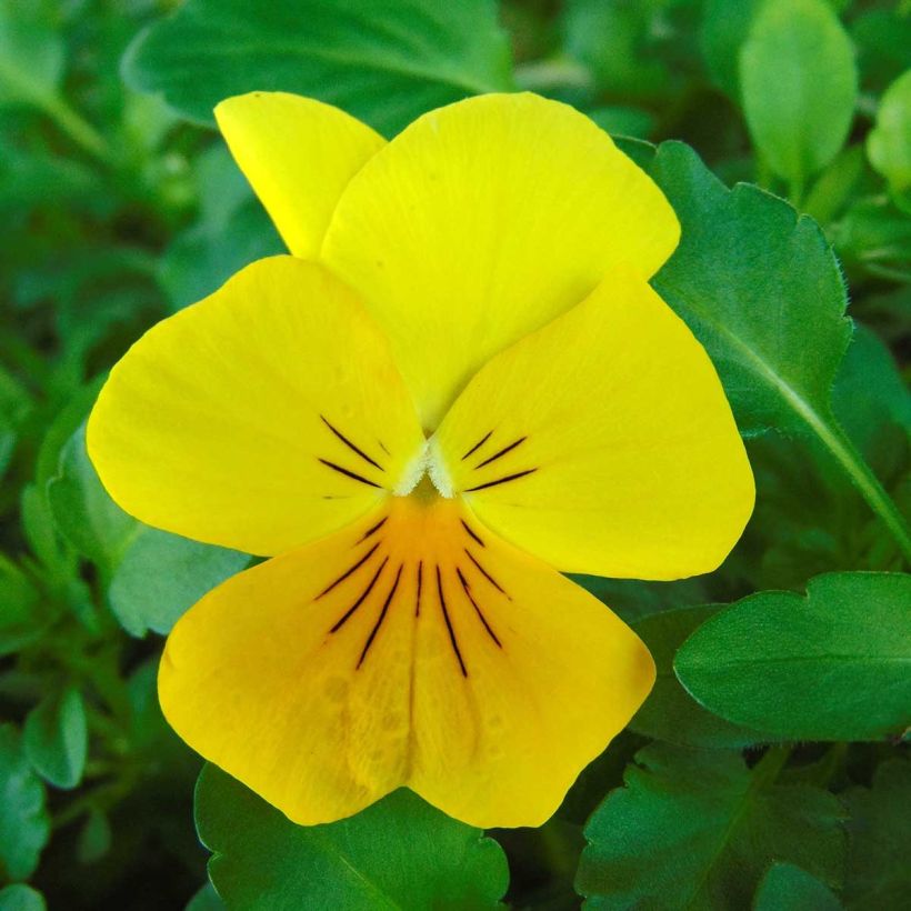 Viola Cool Wave Golden Yellow (Fioritura)