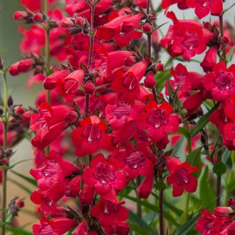 Penstemon Harlequin Red (Fioritura)