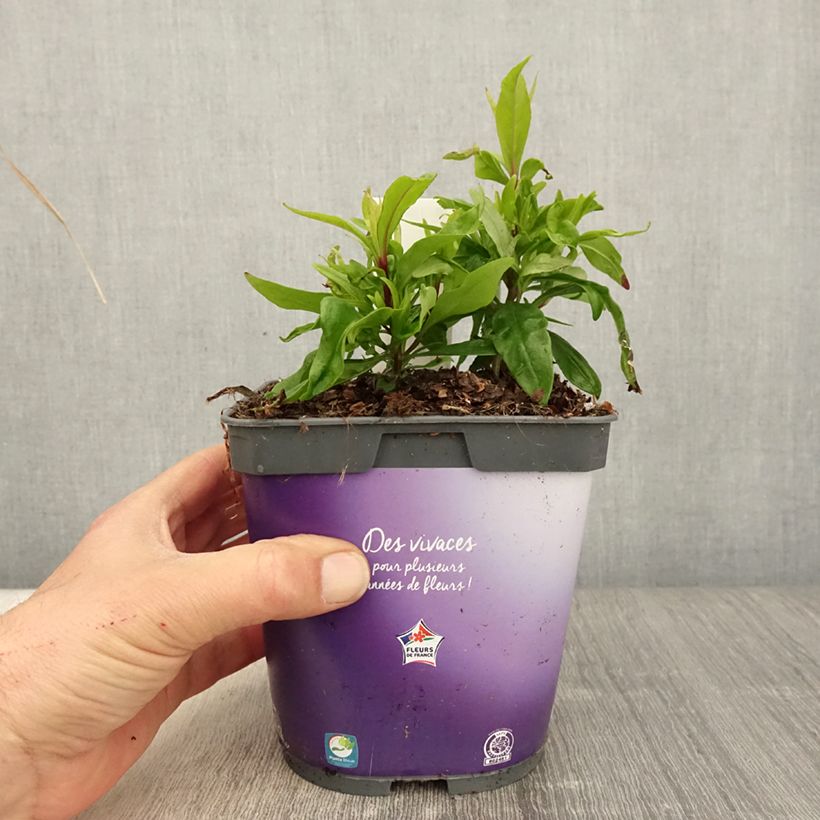 Penstemon hybride Blackbird - Galane en pot de 2L/3L esemplare consegnato in primavera