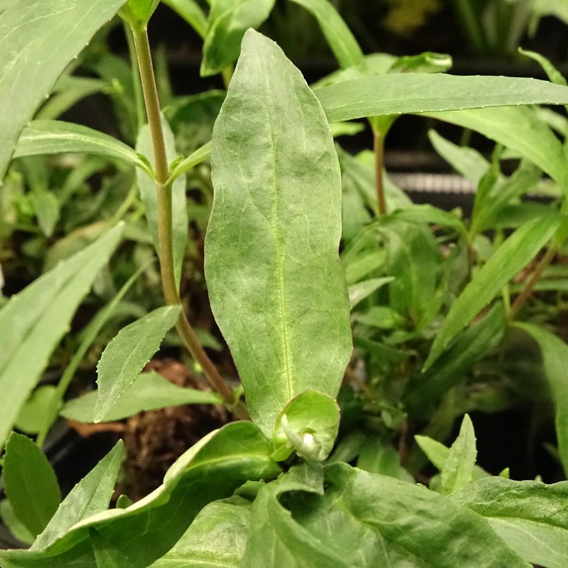 Penstemon Midnight (Fogliame)