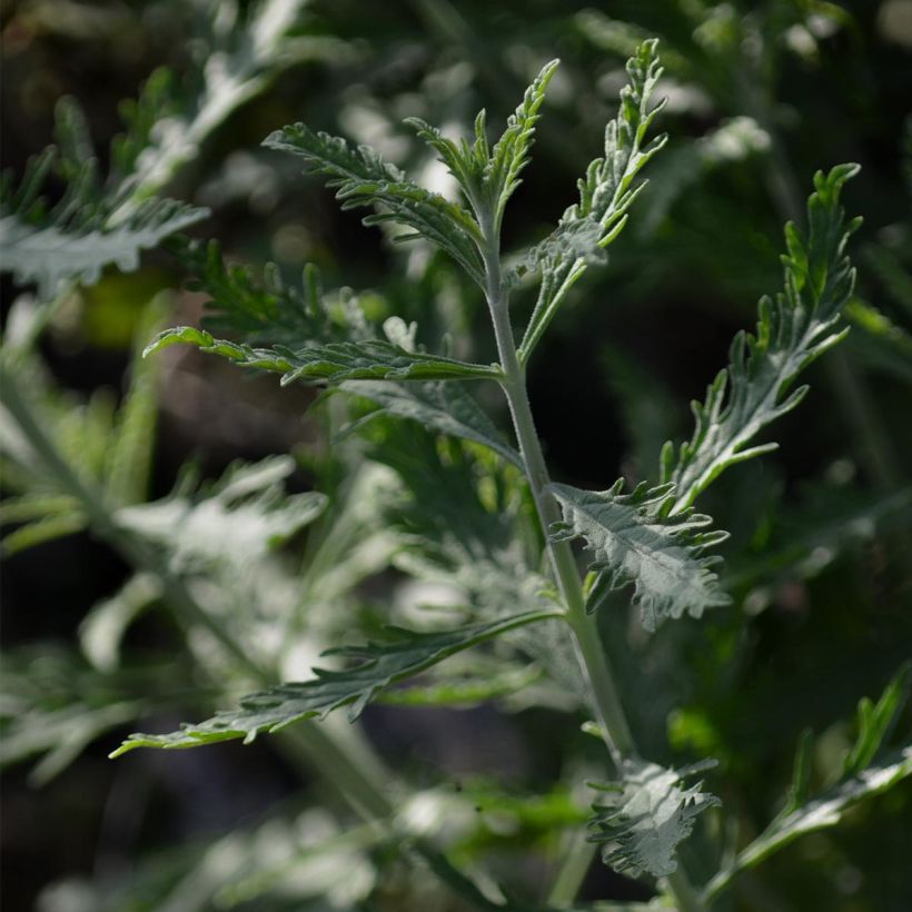 Perovskia atriplicifolia Lacey Blue - Salvia russa (Fogliame)