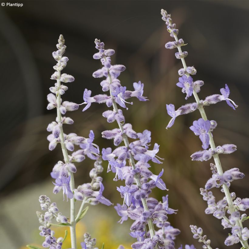 Perovskia atriplicifolia Lacey Blue - Salvia russa (Fioritura)